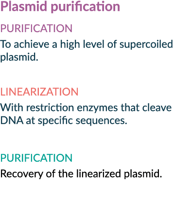 Plasmid purification PURIFICATION To achieve a high level of supercoiled plasmid. LINEARIZATION With restriction enzy...