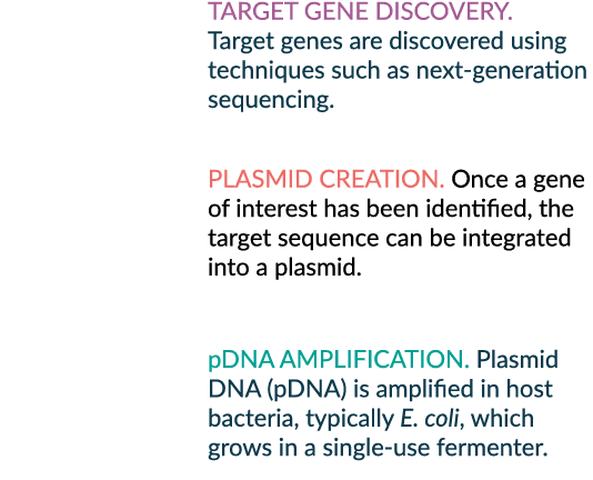 Target gene discovery. Target genes are discovered using techniques such as next generation sequencing. PLASMID CREAT...