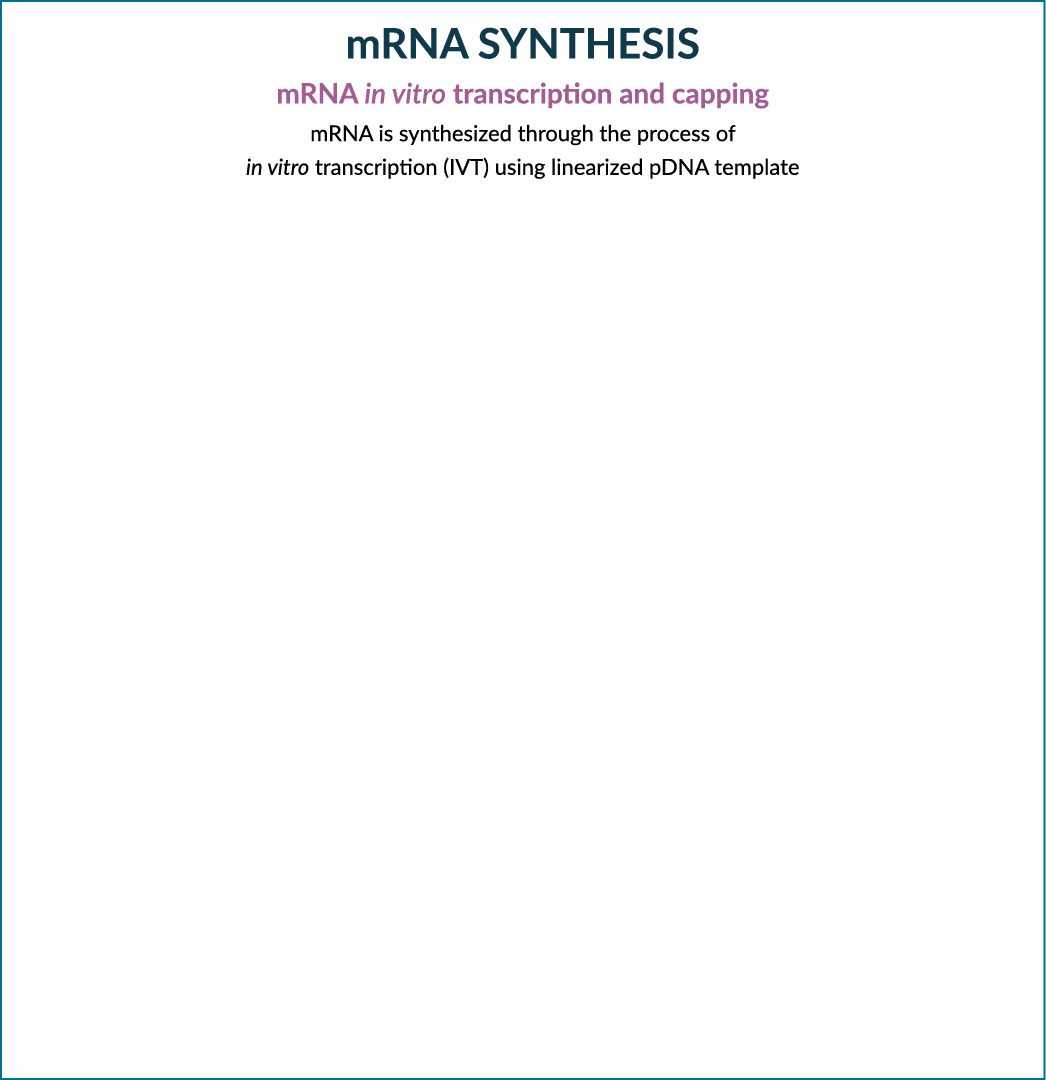 mRNA SYNTHESIS mRNA in vitro transcription and capping mRNA is synthesized through the process of in vitro transcript...