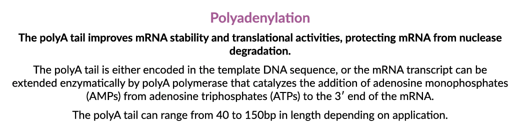 Polyadenylation The polyA tail improves mRNA stability and translational activities, protecting mRNA from nuclease de...