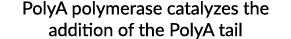 PolyA polymerase catalyzes the addition of the PolyA tail