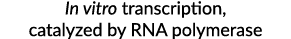 In vitro transcription, catalyzed by RNA polymerase