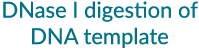 DNase I digestion of DNA template