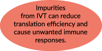 Impurities from IVT can reduce translation efficiency and cause unwanted immune responses.