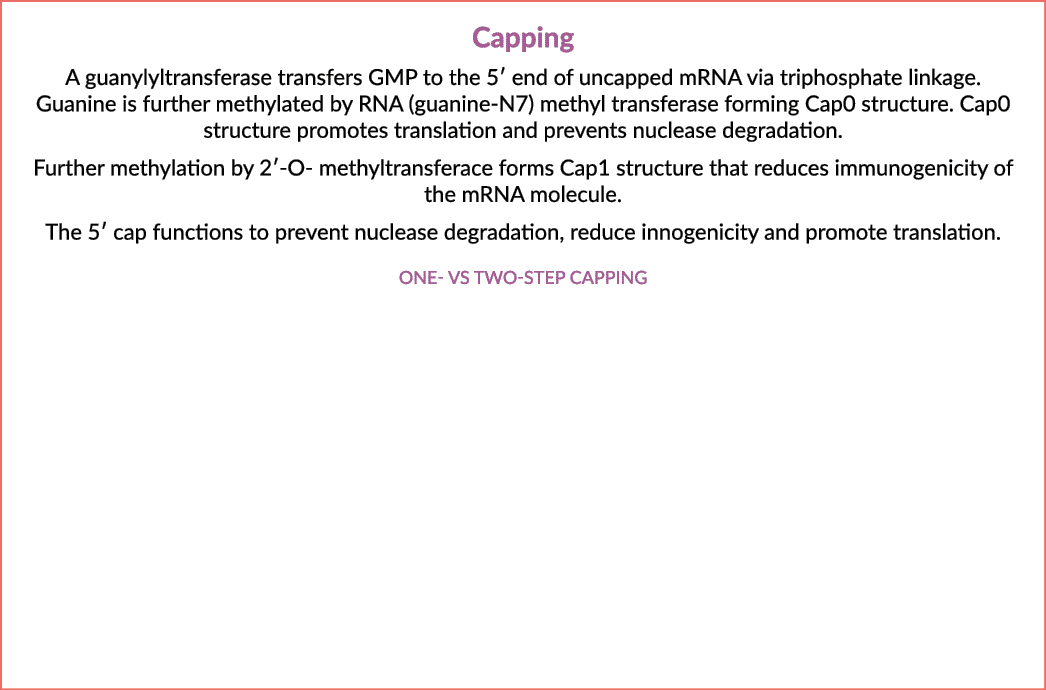 Capping A guanylyltransferase transfers GMP to the 5′ end of uncapped mRNA via triphosphate linkage. Guanine is furth...