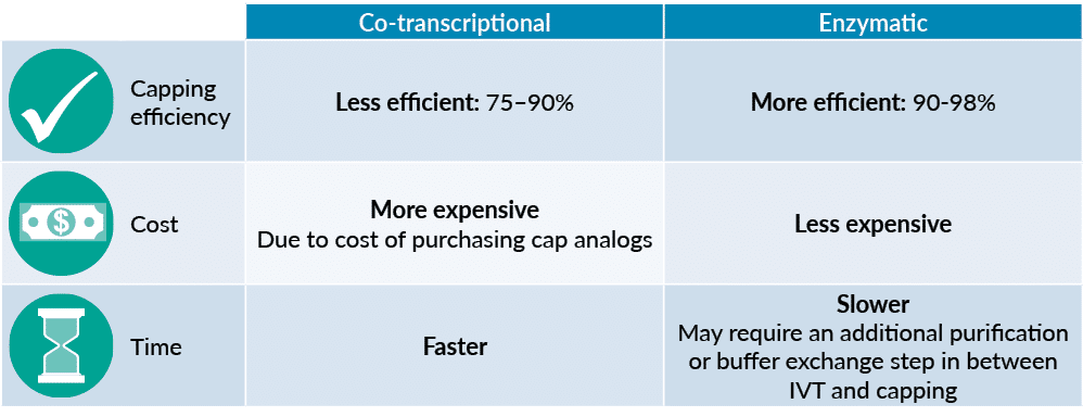 ,,Co transcriptional,Enzymatic,￼,Capping efficiency ,Less efficient: 75–90%,More efficient: 90 98%,￼,Cost ,More expen...