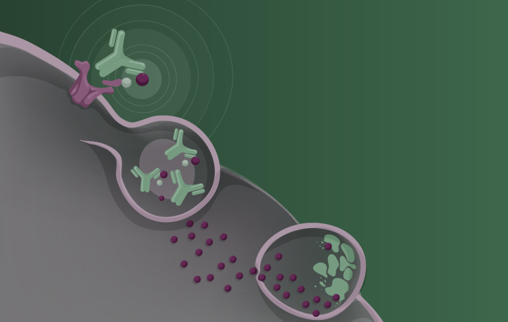 Precision bioconjugation and intracellular trafficking assays to uncover therapeutic antibody performance
