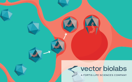 Streamline disease modeling and therapeutic discovery with targeted viral vectors 