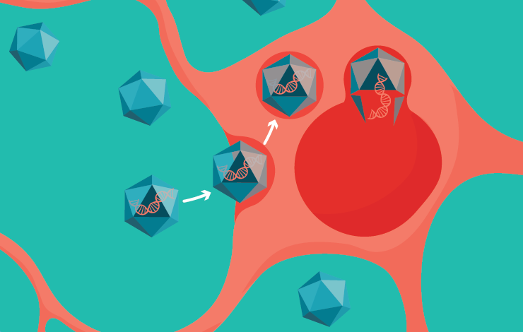 Streamline disease modeling and therapeutic discovery with targeted viral vectors 