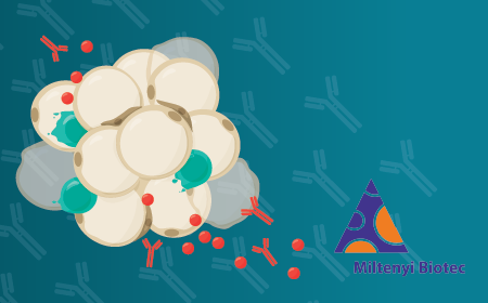 Targeting immune aging: new strategies to enhance cellular immunotherapies in older patients 