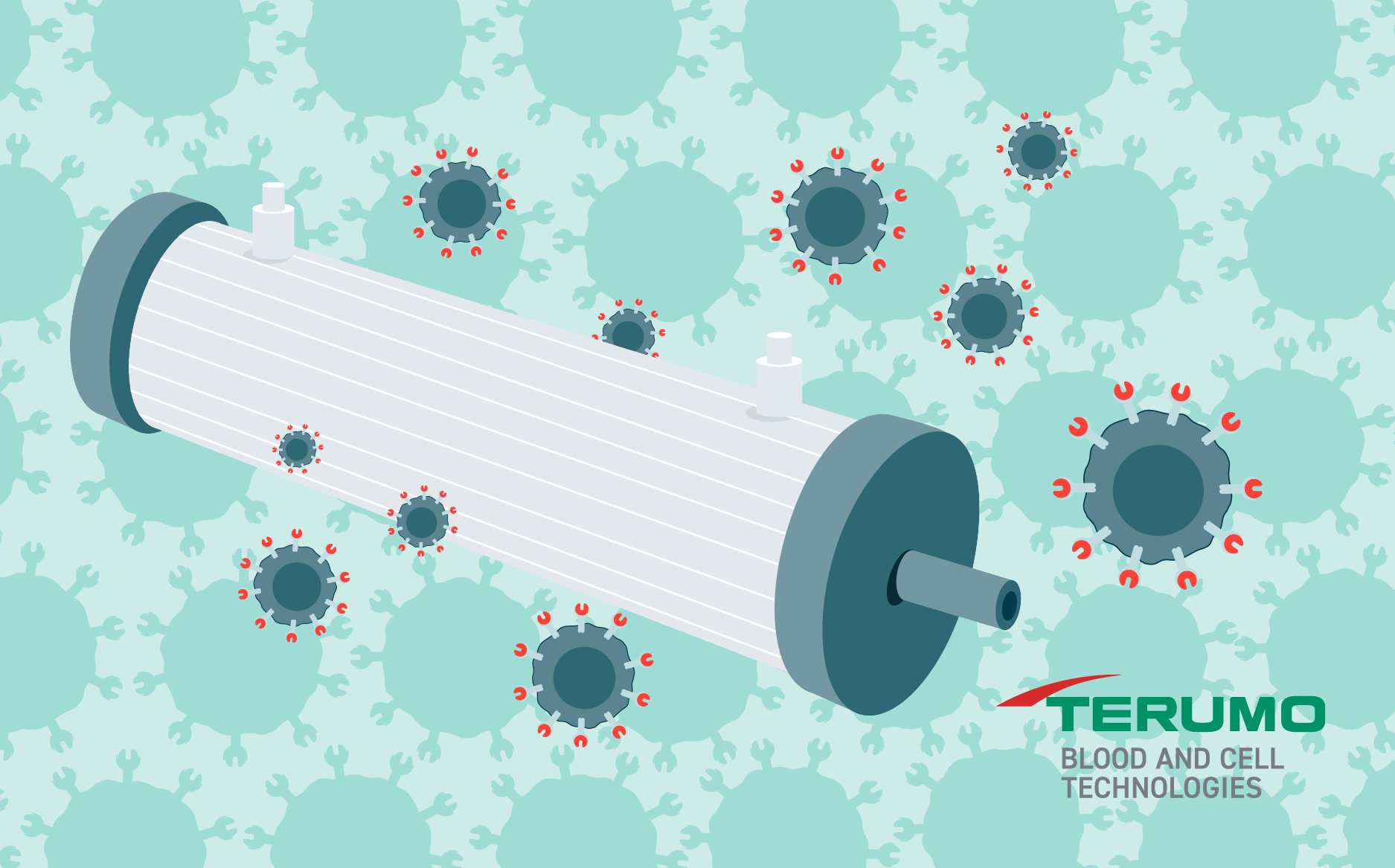 Automating and scaling T cell manufacturing in hollow-fiber bioreactors 
