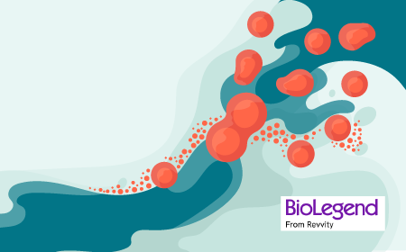 An animal-component free ex vivo GMP-workflow for leukopak-derived T cells 