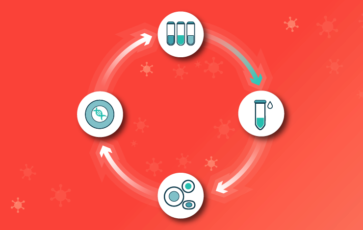 Maximizing recovery in lentiviral downstream processing: strategies from development to GMP