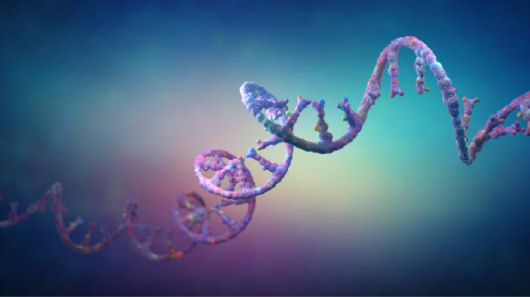 miRecule and Rio Biofarma Brasil agreed to co-develop peptide conjugates for extrahepatic delivery of RNA therapeutics