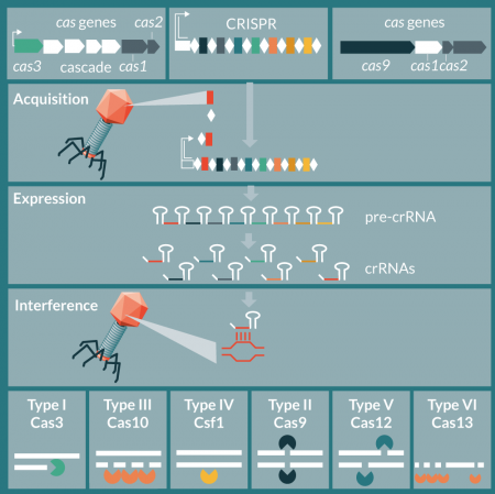 CRISPR-Cas systems are divided into two classes, based on the nature of the effector nuclease driving targeting, either a multi protein complex (class 1, shown on the left, using type I as the model) or a single protein (class 2, shown in the right, using type II as the model). Firstly, during adaptation, short sequences of DNA are sampled from viruses or plasmids and integrated as a novel spacer in an iterative manner, generating a vaccination card. Subsequently, bacteria express immunity by transcription of CRISPR arrays during the expression stage, with genesis of pre-CRISPR RNA (pre-crRNA), which is processed into mature small interfering CRISPR RNAs (crRNAs), that each define one target sequence derived from a spacer. Eventually, during the interference stage, each crRNA guides an effector nuclease towards complementary nucleic acids for sequencespecific targeting and degradation. In class 1 systems, type I uses the Cas3 exonuclease to nick then chew the target DNA strand [43, 44]; type III uses Cas10 to shred the target nucleic acid [57]; type IV remains uncharacterized [33]. In class 2 systems, type II uses the Cas9 endonuclease to generate two nicks that yield a double-stranded DNA break [58,59]; type V uses Cas12 two offset nicks to yield sticky ends [60]; type VI uses Cas13 to generate a cut in the target RNA sequence and then processes RNA nonspecifically to yield collateral damage [61].