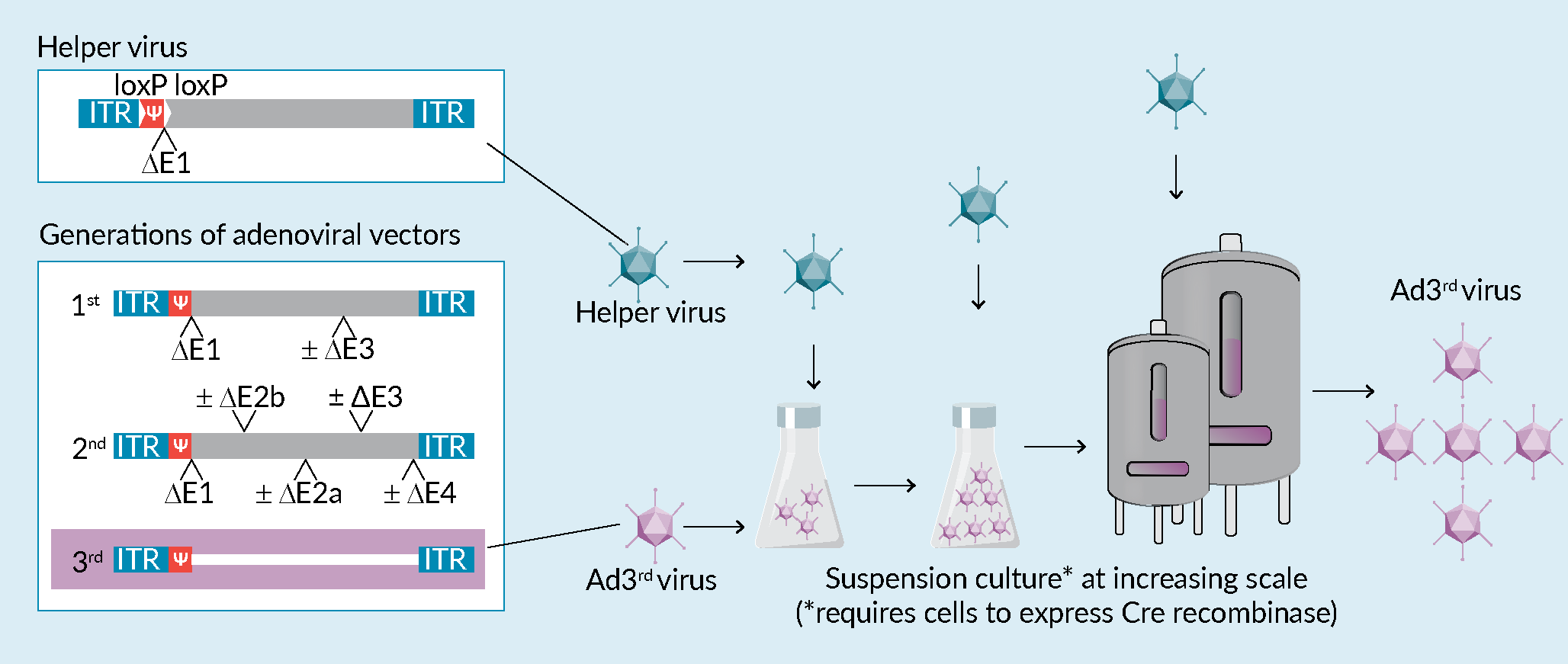 The left box illustrates the genome of the helper virus and of the different generations of adenoviral vectors. The flow chart at the bottom schematically depicts the production process of Ad3rd vectors suspension cells. Production is conducted in increasingly larger volumes with cells requiring coinfection with a helper virus at each step. Note that if CAP cells are used for production they will need to express Cre recombinase in order to delete the loxP-flanked packaging signal Ψ of such helper virus. RCA-formation can occur at any step, including the production of the helper virus itself.