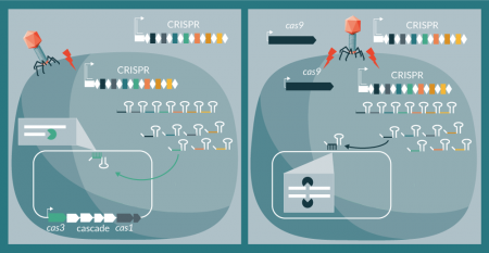 One opti on is to use phages to deliver a CRISPR array, which re-directs the nati ve CRISPR-Cas machinery, preferably destructi ve Type I systems, towards the host chromosome, and chew the target DNA strand using the Cas3 exonuclease (left ). Another opti on is to use phages to deliver a complete CRISPR-Cas system, preferably the streamlined Type II system, which specifi cally targets chromosomal sequences in the host to yield a double stranded DNA break, driving cell death (right).