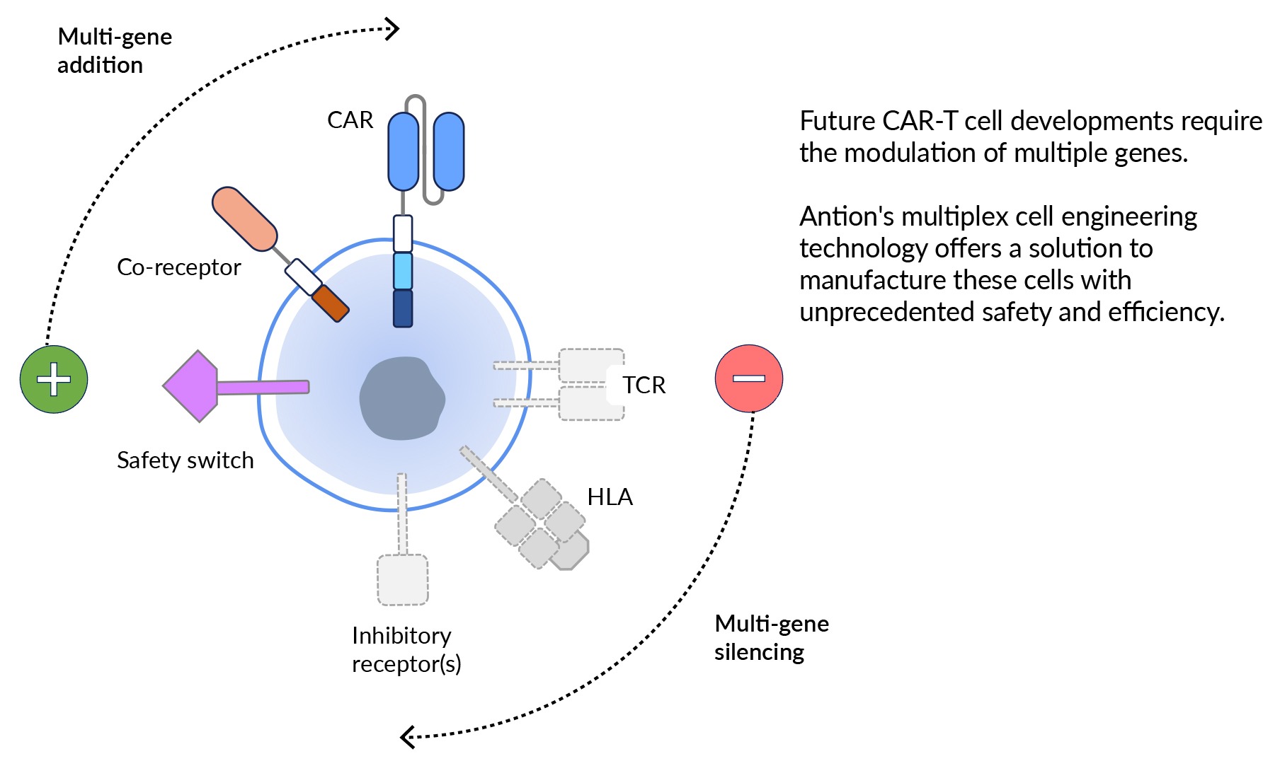 Future CAR-T cell developments require the modulation of multiple genes to achieve prerequisite safety standards and optimize treatment efficacy. The challenge of cell and gene engineering strategies is thus to accommodate contrasting modalities—on the one hand, multi-gene addition to over-express molecules, and on the other to silence the expression of multiple genes (subtractive effect). CAR: chimeric antigen receptor; TCR: T cell receptor; HLA: human leukocyte antigen.