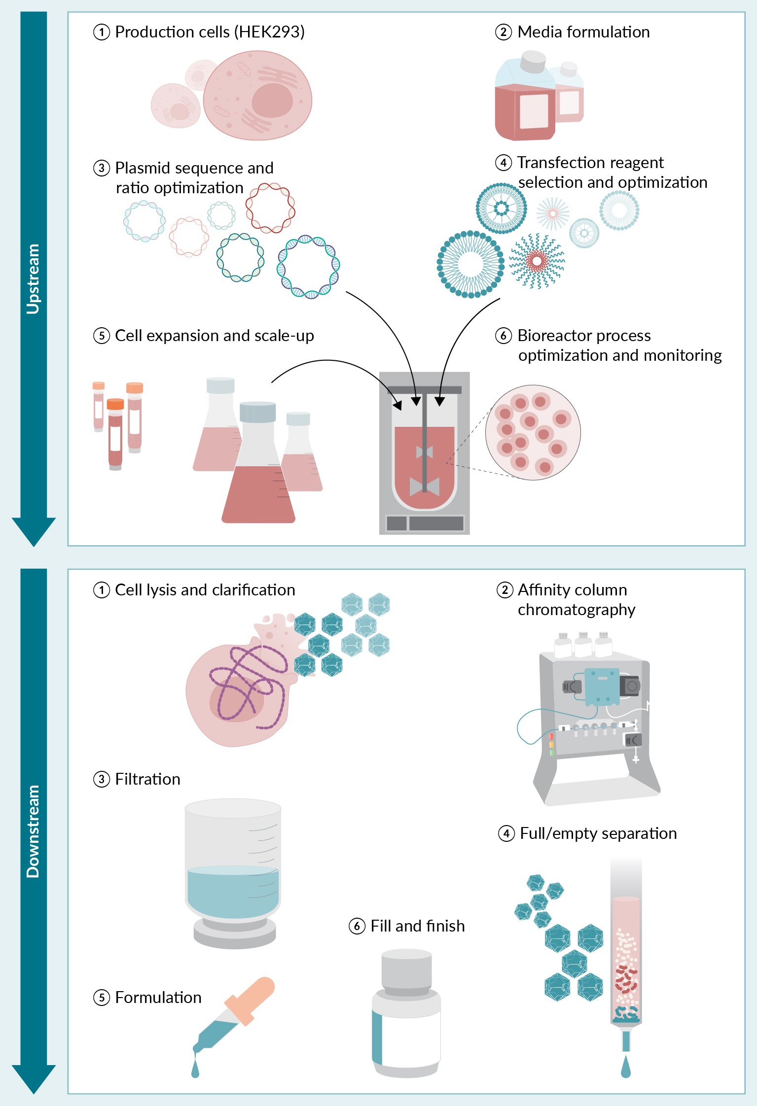 Upstream activities include cell-line selection, media formulation, plasmid sequence and ratio optimization, transfection reagent selection and optimization, cell expansion and scale-up, and bioreactor process optimization and monitoring. Downstream activities include concentration of raw materials, cell lysis, nuclease treatment, purification, polishing, formulation, fill, and finish.