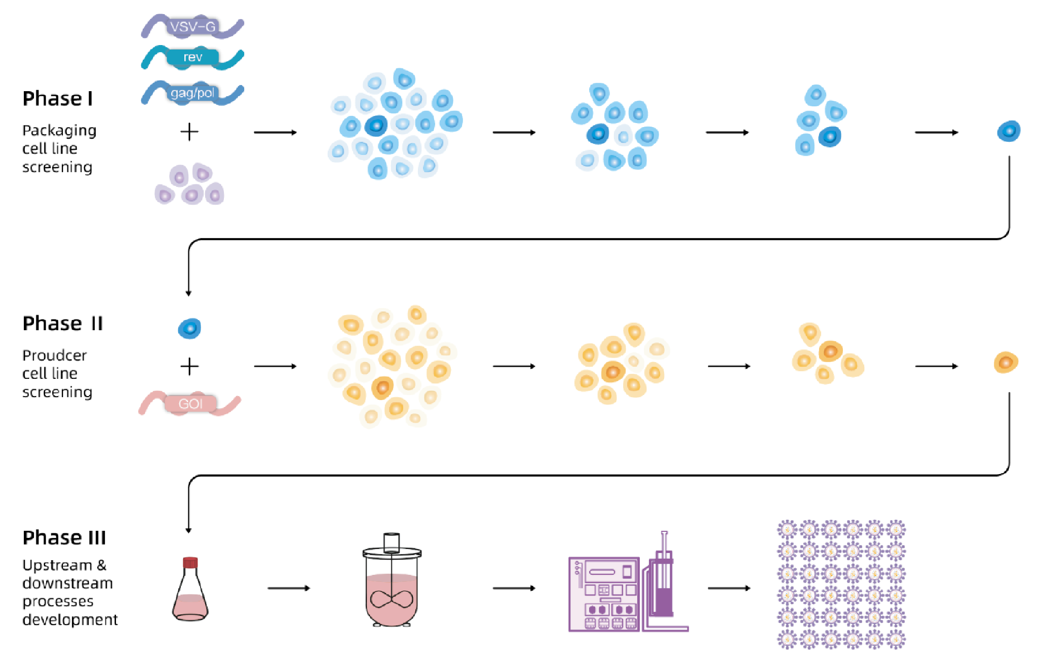 In Phase 2, the producer cell line is developed with GOI stably inserted. In Phase 3, all upstream and downstream processes based on stable producer cell lines are developed.