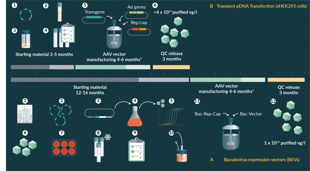 Overcoming Bottlenecks in AAV Manufacturing for Gene Therapy