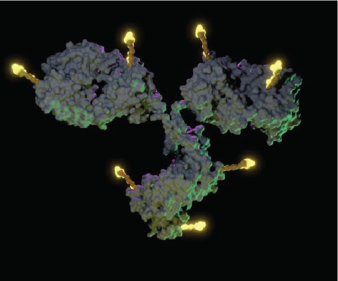 Henlius received NMPA approval for HLX37 trial combining bispecific antibody with ADC