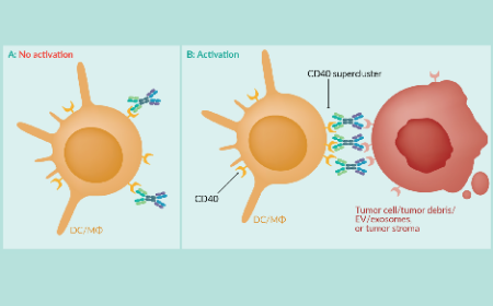 Kick-starting tumor specific T cell priming & targeting the tumor microenvironment using CD40 targeting bispecific antibodies 