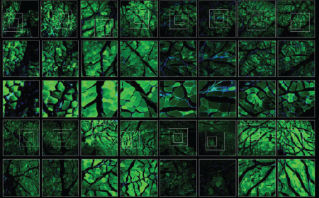 Generation of novel AAV serotypes with enhanced infectivity, specificity, and lower toxicity via AAV capsid engineering platform