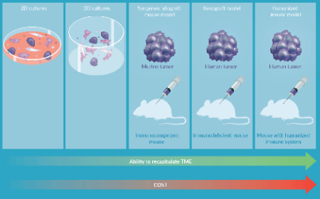 Preclinical models for development of immune–oncology therapies 