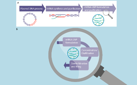 Process & analytical insights for GMP manufacturing of mRNA lipid nanoparticles