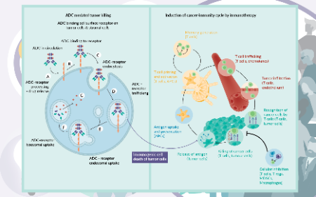 A winning combination in the war against deadly cancers: exploring new opportunities for combining antibody–drug conjugates and cancer immunotherapies