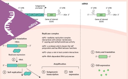 Self-amplifying RNA—opportunities and challenges