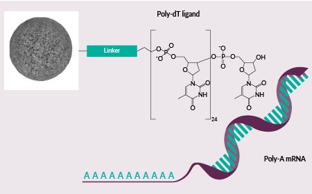 Process optimization of mRNA purification for vaccines and therapeutic applications 