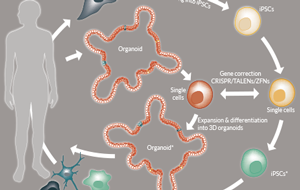 Stem cell-derived organoid cultures and genome editing tools
