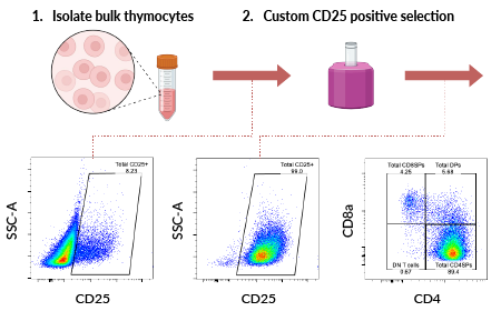 From the lab to the bench: scaling up regulatory T cell therapy