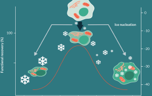 Applications and optimization of cryopreservation technologies to cellular therapeutics