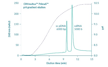 Two new capture options for improved purification of large mRNA