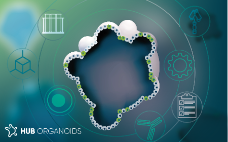 Patient-derived organoids: an emerging platform to de-risk immunotherapy development
