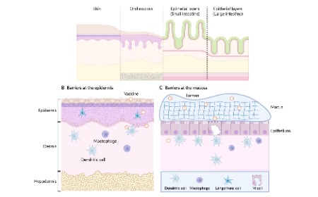 Physical methods to overcome tissue barriers in vaccine delivery