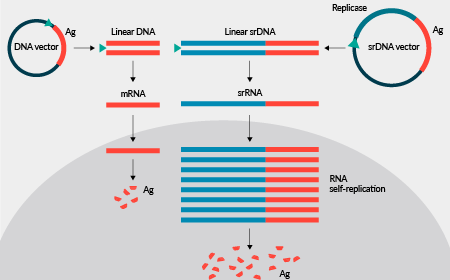 Self-replicating RNA for mRNA vaccine development