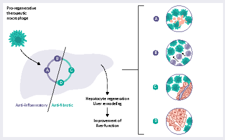 Interpreting the new FDA draft potency guidance: an mRNA gene modified cell therapy perspective