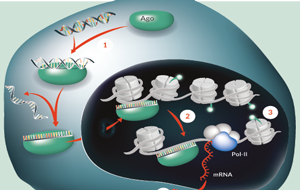 Exploiting RNA activation for therapeutic applications