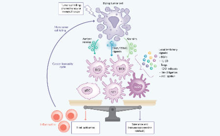 Antigen-presenting dendritic cells as targets for cancer immunotherapy