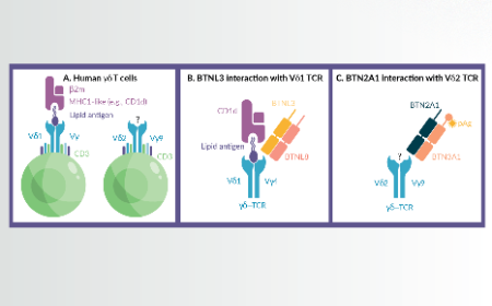 Gamma–delta T cells in immuno-oncology: opportunity for next generation immune modulators