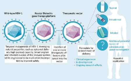 A new era of in vivo gene therapy: the applicability of a differentiated HSV-1 based vector platform for redosable medicines