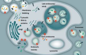 Considerations for the bioprocessing, manufacture and translation of extracellular vesicles for therapeutic applications