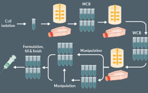 The role of biopreservation in  cell and gene therapy bioprocessing