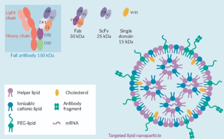 Therapeutic mRNA delivery with targeted lipid nanoparticles: next-generation transformative medicines