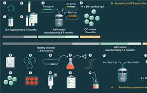 Overcoming Bottlenecks in AAV Manufacturing for Gene Therapy