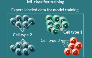 Using Machine Learning for Critical Quality Attribute Discovery in Cell Therapy Manufacture